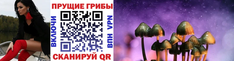 Псилоцибиновые грибы Psilocybe Владивосток